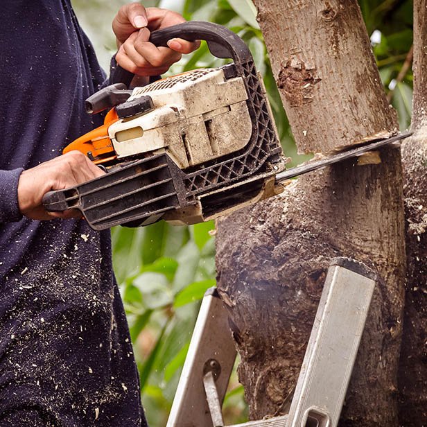 Arborist Helsingborg Skåne