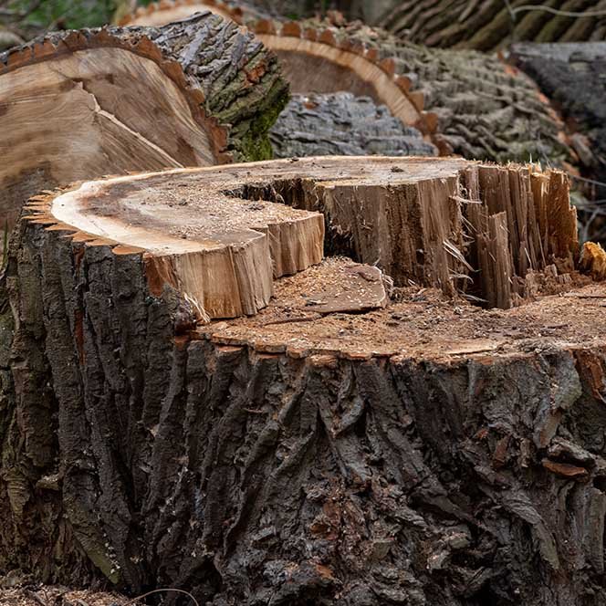 Arborist Skåne Trädfällning