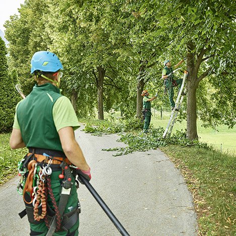 Beskärning Träd Skåne Simrishamn